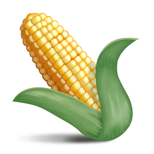 Ear of Maize