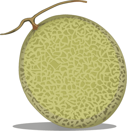 Melon