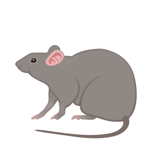 Rat