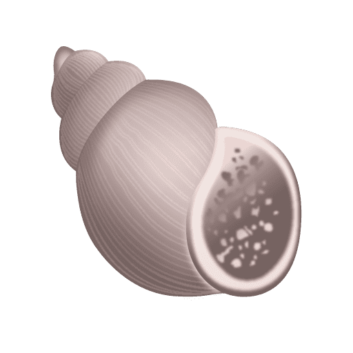 Spiral Shell